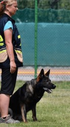 Německý ovčák mohutná fenka