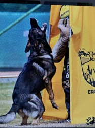 Německý ovčák mohutná fenka