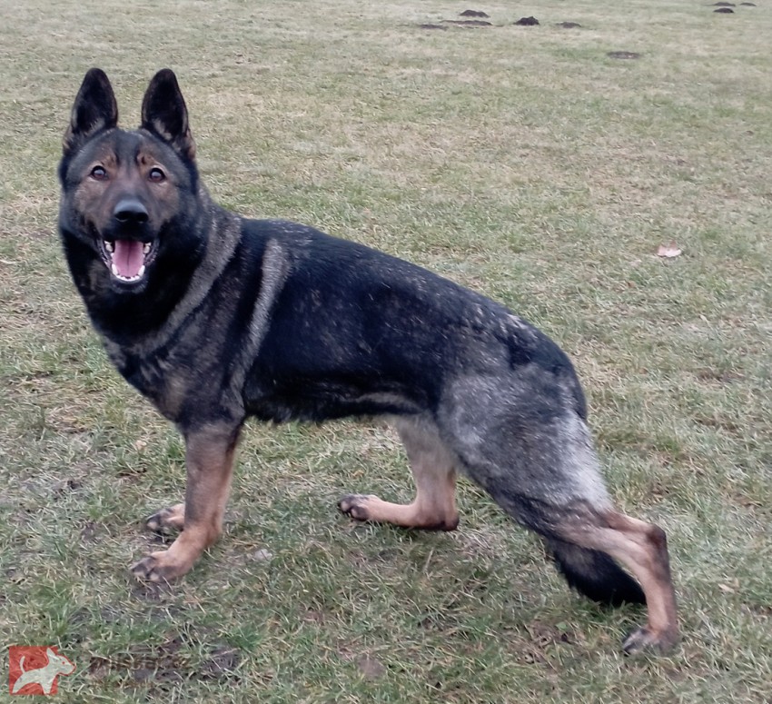 Německý ovčák štěnata s pp