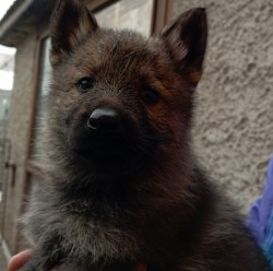 Inzerce psů Německý ovčák štěnata s pp