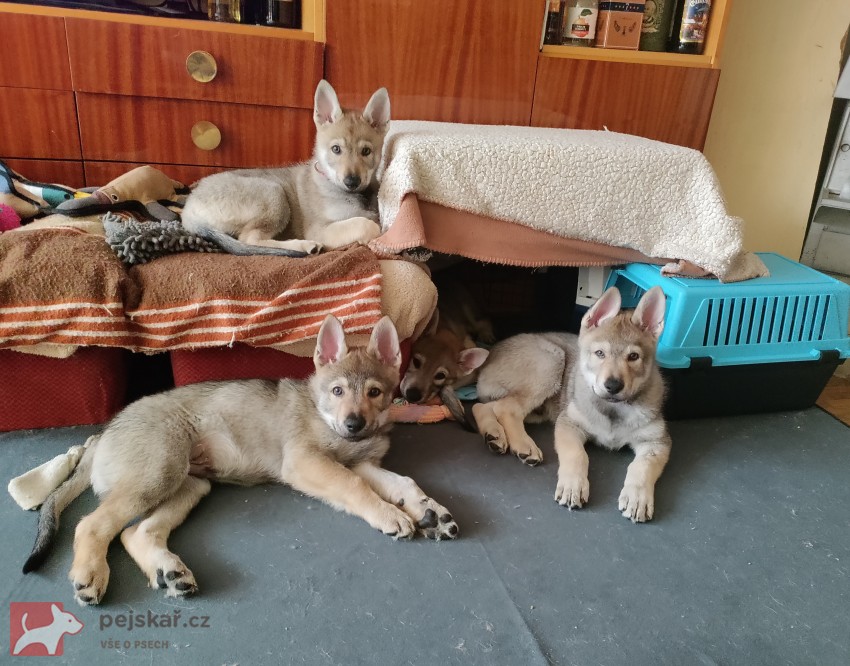 Československý vlčák s rodokmenem TOP spojení