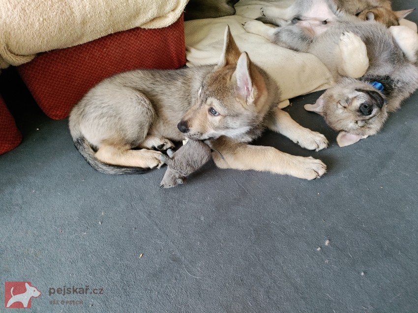 Československý vlčák s rodokmenem TOP spojení