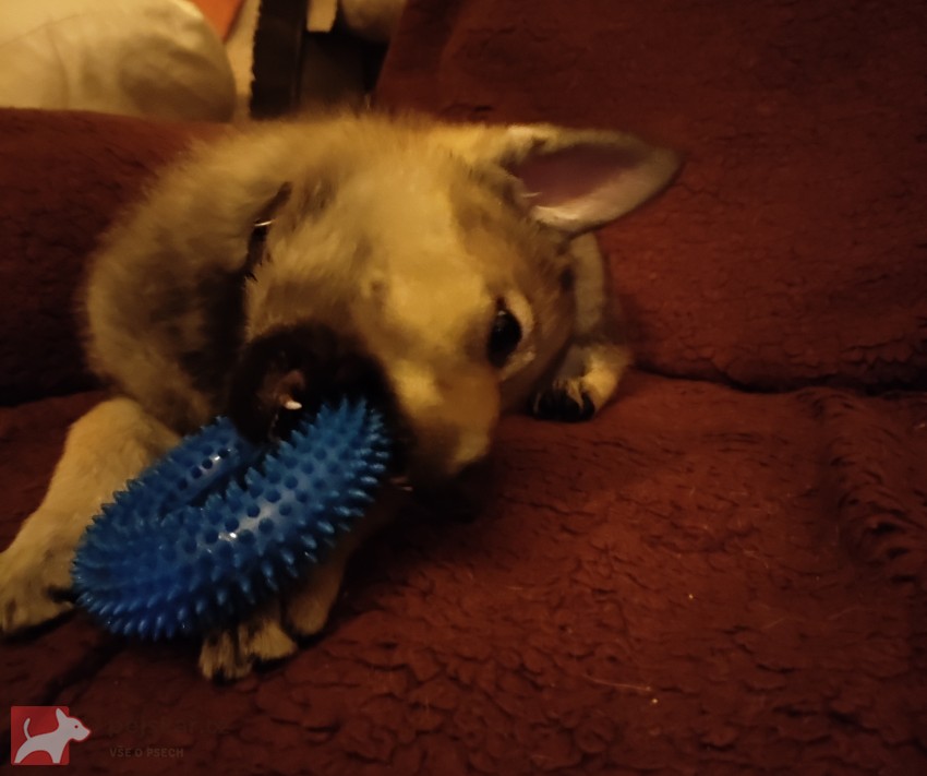 Československý vlčák s rodokmenem TOP spojení