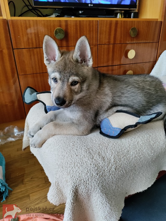 Československý vlčák s rodokmenem TOP spojení