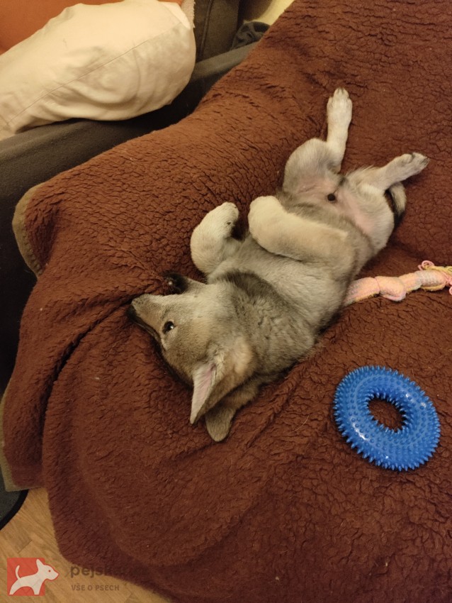 Československý vlčák s rodokmenem TOP  spojení