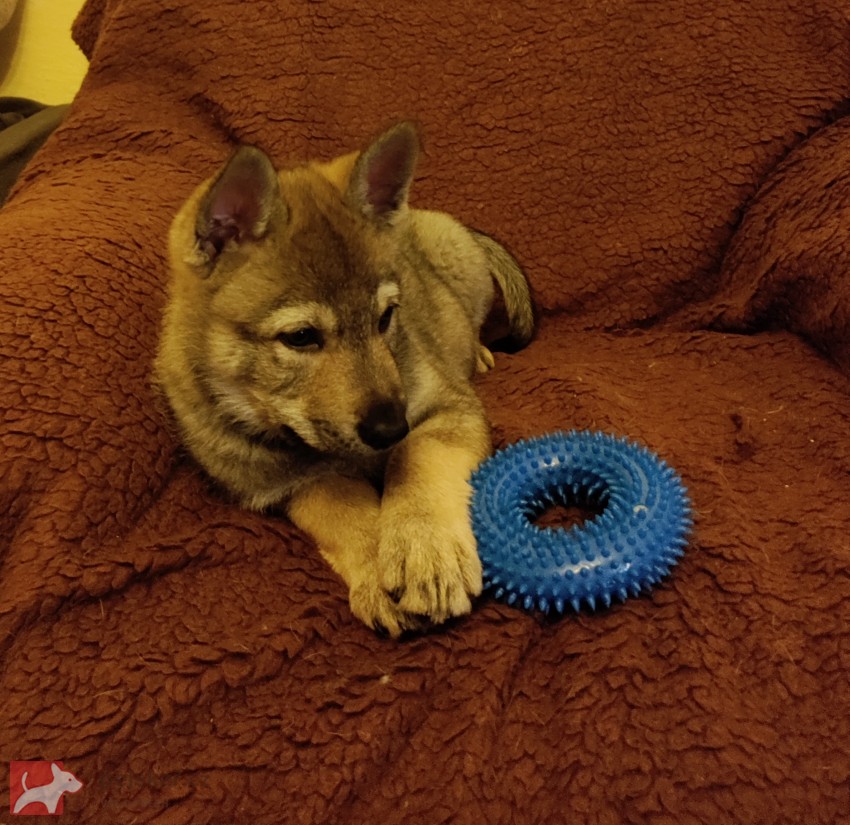 Československý vlčák s rodokmenem TOP  spojení