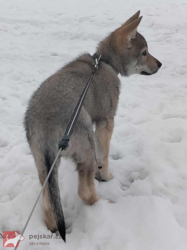 Československý vlčák s rodokmenem TOP  spojení