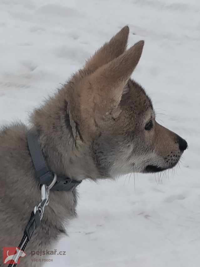 Československý vlčák s rodokmenem TOP  spojení