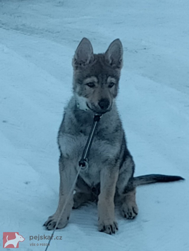 Československý vlčák s rodokmenem TOP  spojení