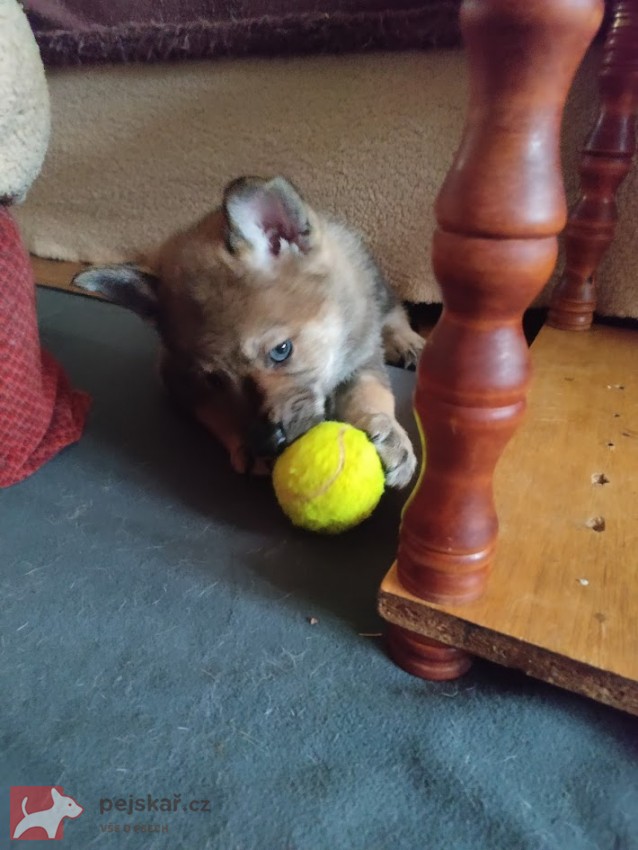 Československý vlčák s rodokmenem TOP  spojení