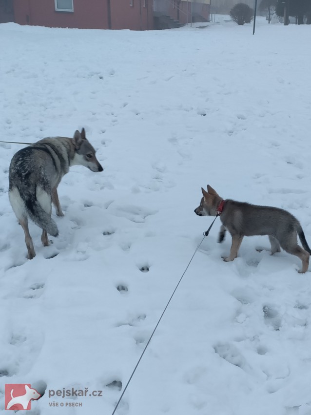 Československý vlčák s rodokmenem TOP  spojení