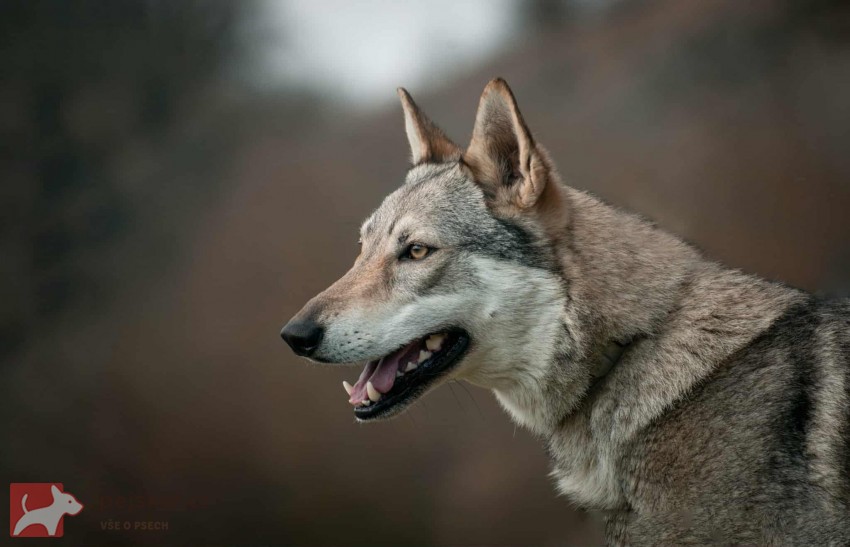 Československý vlčák s rodokmenem TOP  spojení