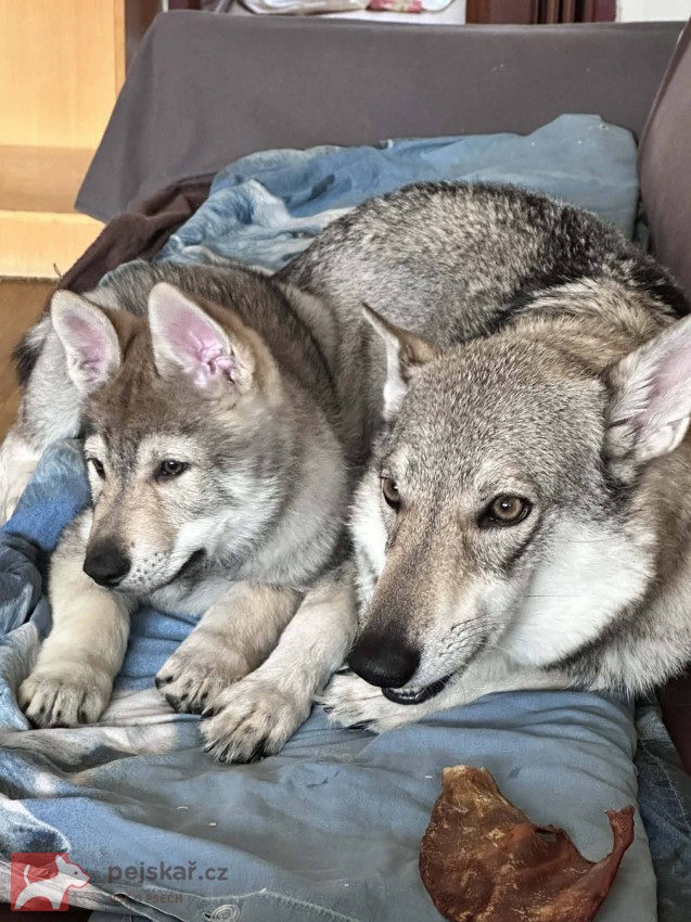 Československý vlčák s rodokmenem TOP  spojení