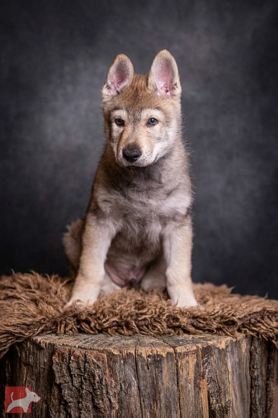 Československý vlčák s rodokmenem TOP  spojení