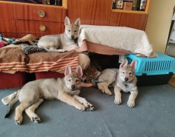 Inzerce psů Československý vlčák s rodokmenem TOP  spojení