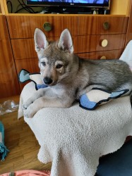 Československý vlčák s rodokmenem TOP  spojení