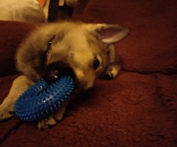 Československý vlčák s rodokmenem TOP  spojení