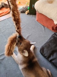 Československý vlčák s rodokmenem TOP  spojení