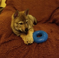 Československý vlčák s rodokmenem TOP  spojení