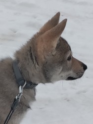 Československý vlčák s rodokmenem TOP  spojení