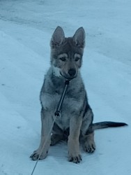 Československý vlčák s rodokmenem TOP  spojení