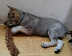 Československý vlčák s rodokmenem TOP  spojení