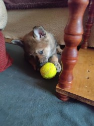 Československý vlčák s rodokmenem TOP  spojení