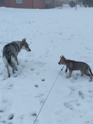 Československý vlčák s rodokmenem TOP  spojení
