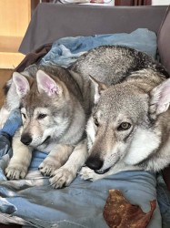 Československý vlčák s rodokmenem TOP  spojení