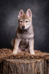 Československý vlčák s rodokmenem TOP  spojení