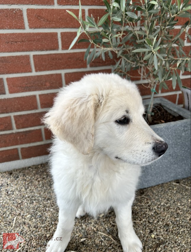 Slovenský čuvač - štěňátko s PP