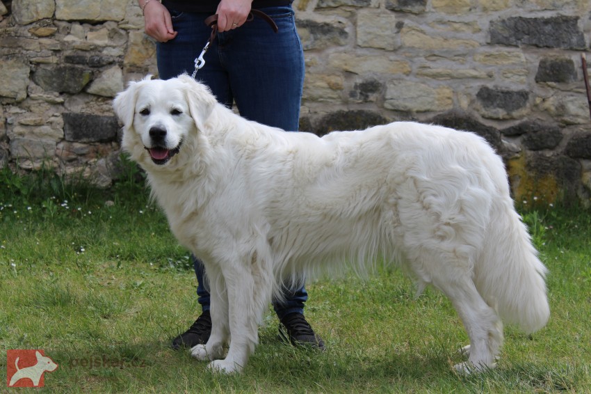 Slovenský čuvač - štěňátko s PP