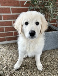 Inzerce psů Slovenský čuvač - štěňátko s PP