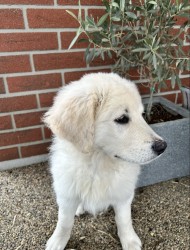 Slovenský čuvač - štěňátko s PP