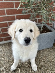 Slovenský čuvač - štěňátko s PP