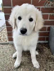 Slovenský čuvač - štěňátko s PP