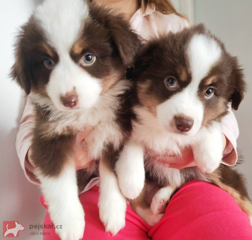 Štěňata Miniaturní Americký ovčák