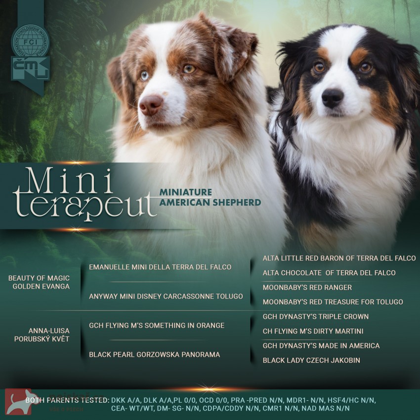 Štěňata Miniaturní Americký ovčák