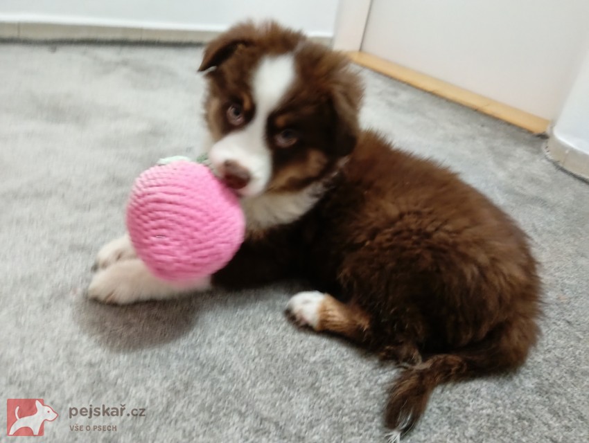 Štěňata Miniaturní Americký ovčák