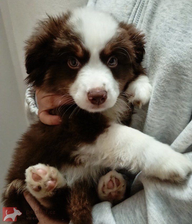 Štěňata Miniaturní Americký ovčák