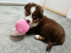 Štěňata Miniaturní Americký ovčák