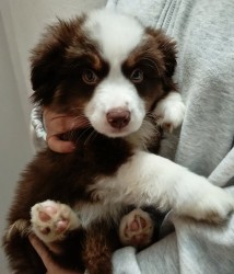 Štěňata Miniaturní Americký ovčák