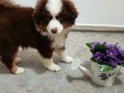 Štěňata Miniaturní Americký ovčák