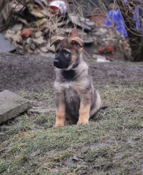 Inzerce psů Německý ovčák