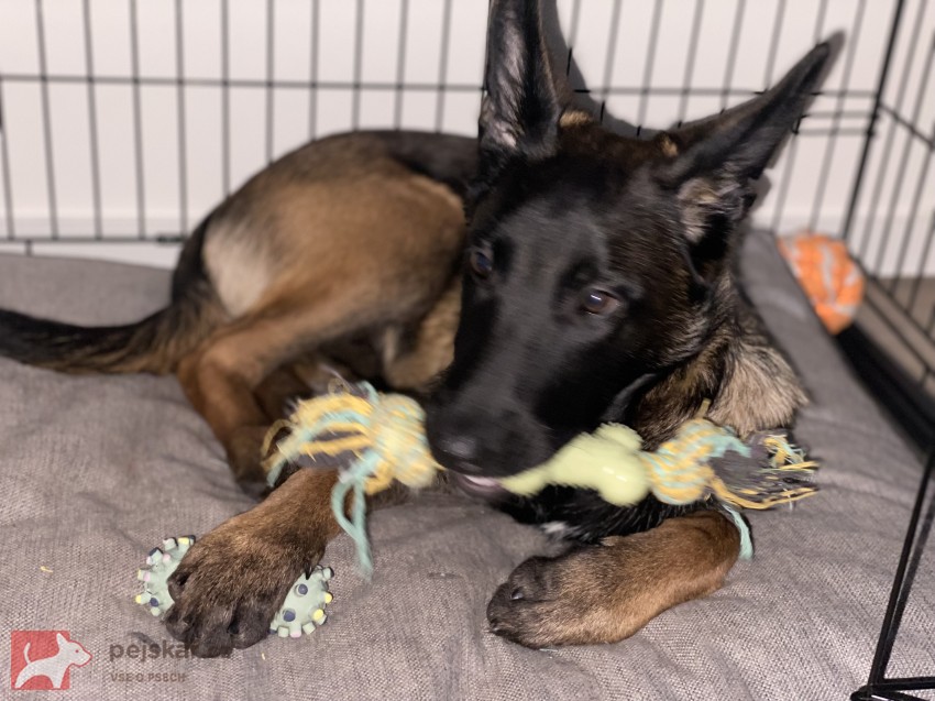 Fena belgického ovčáka