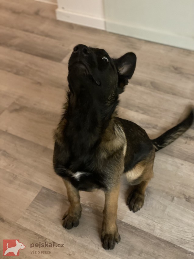 Fena belgického ovčáka