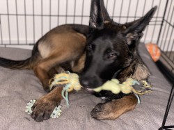 Inzerce psů Fena belgického ovčáka