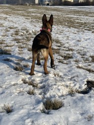 Fena belgického ovčáka