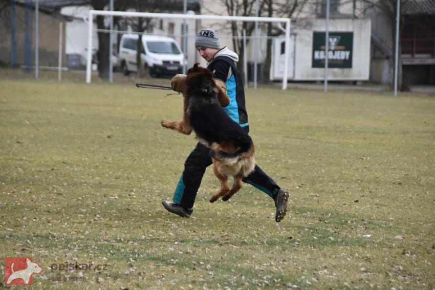 Německý ovčák štěňata Rokycany