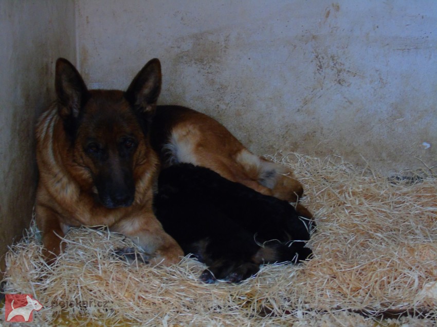 Německý ovčák štěňata Rokycany